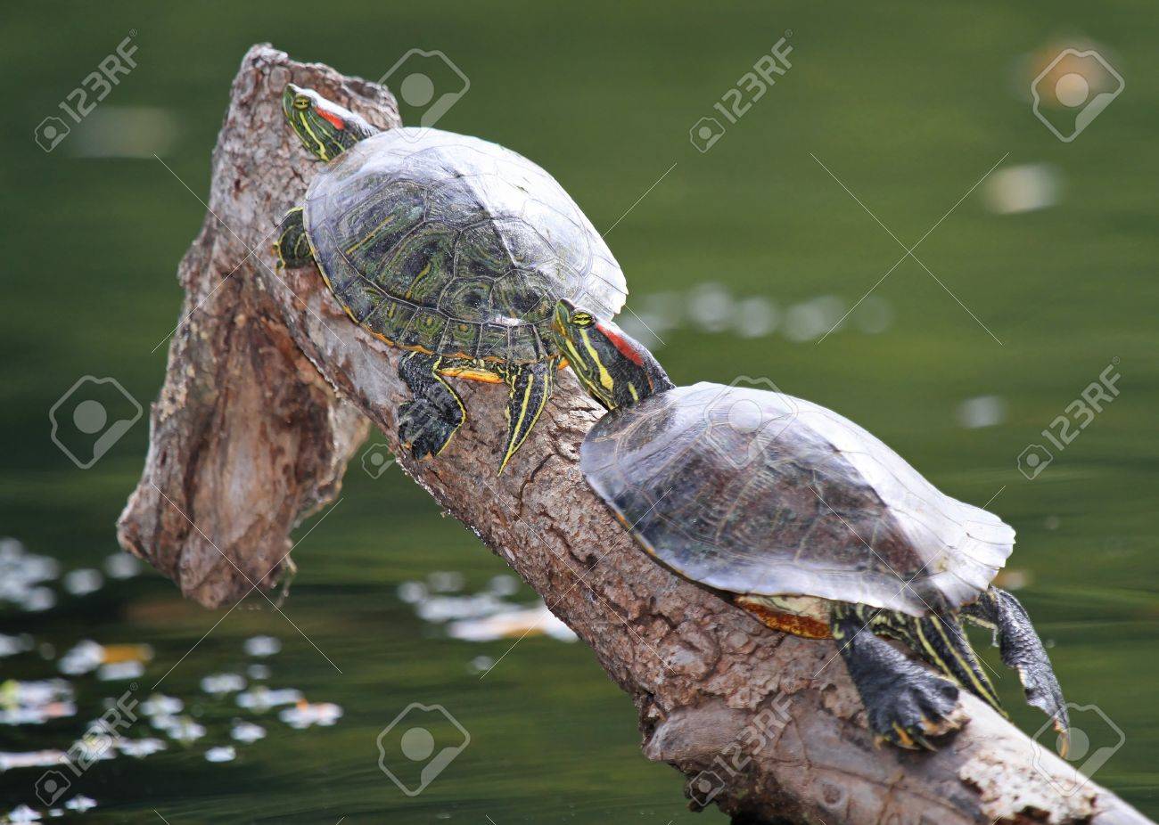 秋の間にメリーランド州でのログの太陽で浴する 2 つ成人ミシシッピアカミミガメ池カメ の写真素材 画像素材 Image