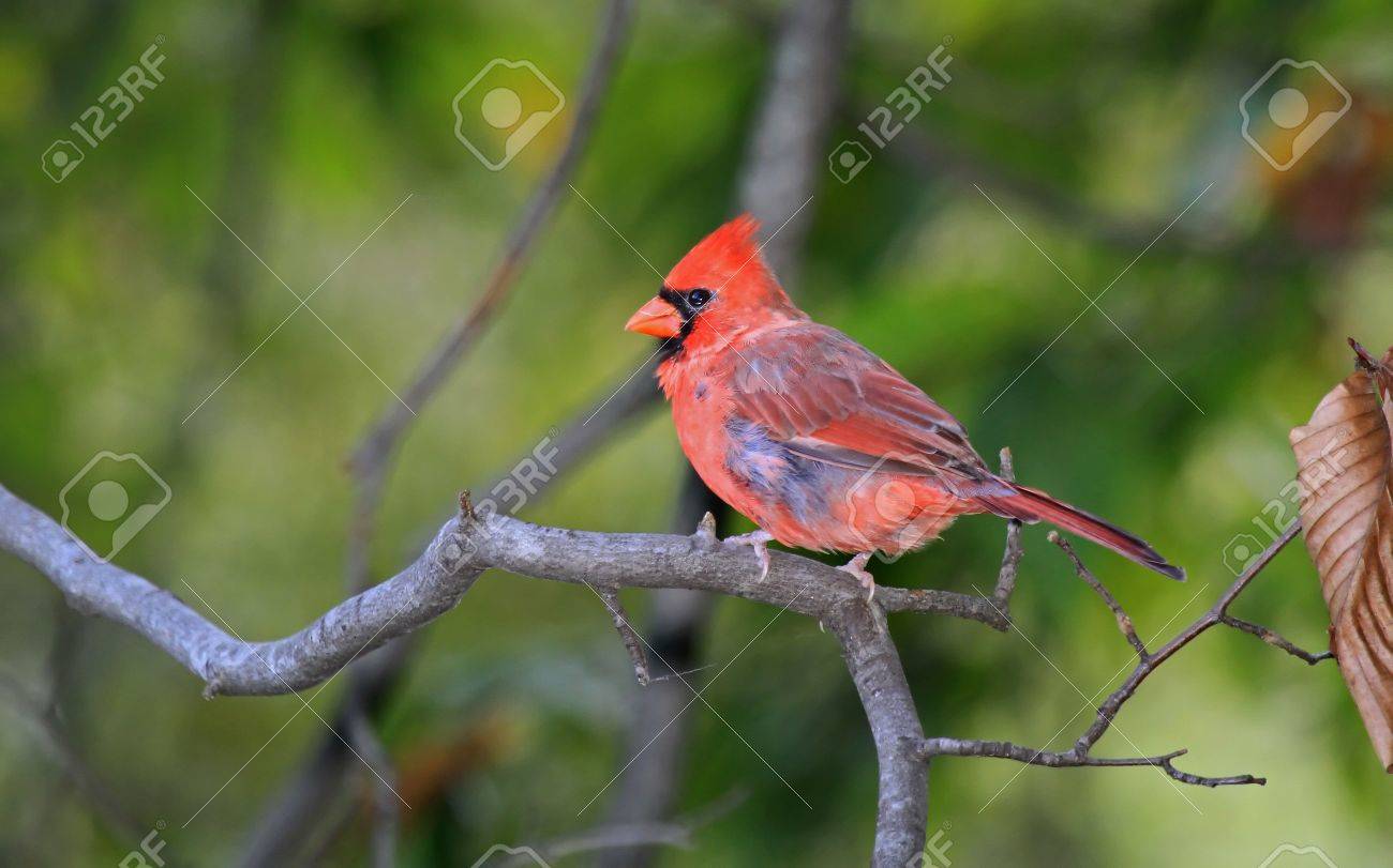Homme Oiseau Cardinal Rouge Perché Sur Une Branche Dans Lombre Des Bois Dans Le Maryland Au Cours De La Fin De Lété