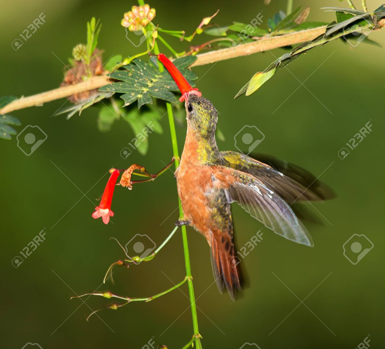 シナモン ハチドリ ホバリング グアテマラのワイルドフラワーから供給 の写真素材 画像素材 Image