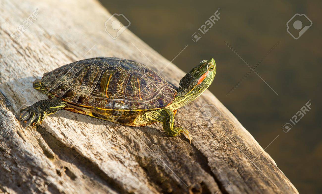 冬の間にメリーランド州でのログの日向ぼっこアダルト ミシシッピアカミミガメ池カメ の写真素材 画像素材 Image