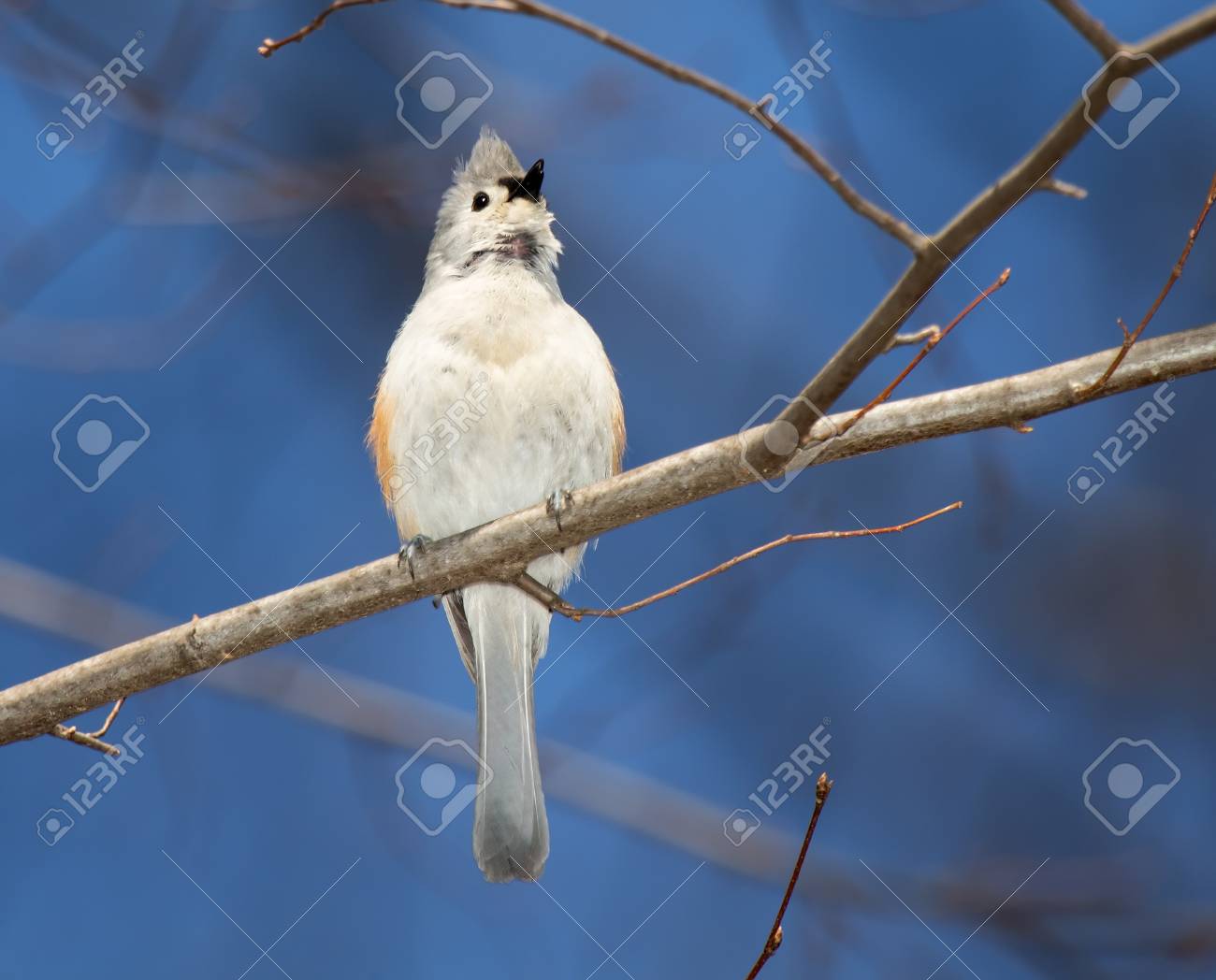 エボシガラ鳴き鳥の木にとまり 春の間にメリーランド州の歌 の写真素材 画像素材 Image