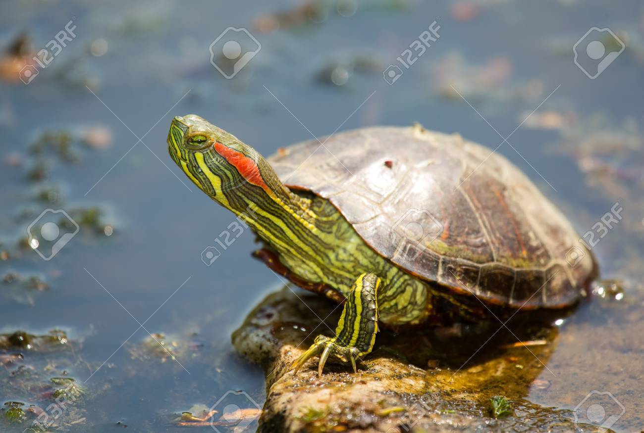 春の間にメリーランド州でのログの日向ぼっこ若いミシシッピアカミミガメ池カメ の写真素材 画像素材 Image