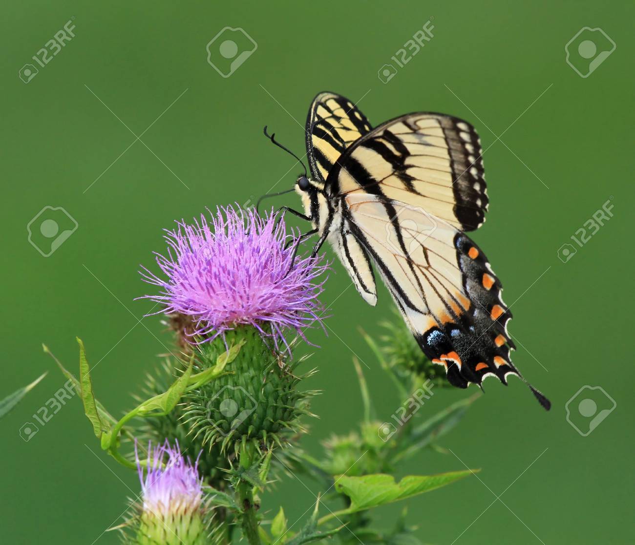 アゲハチョウのタイガー東部メリーランド州槍あざみ野の花夏の間に餌 の写真素材 画像素材 Image