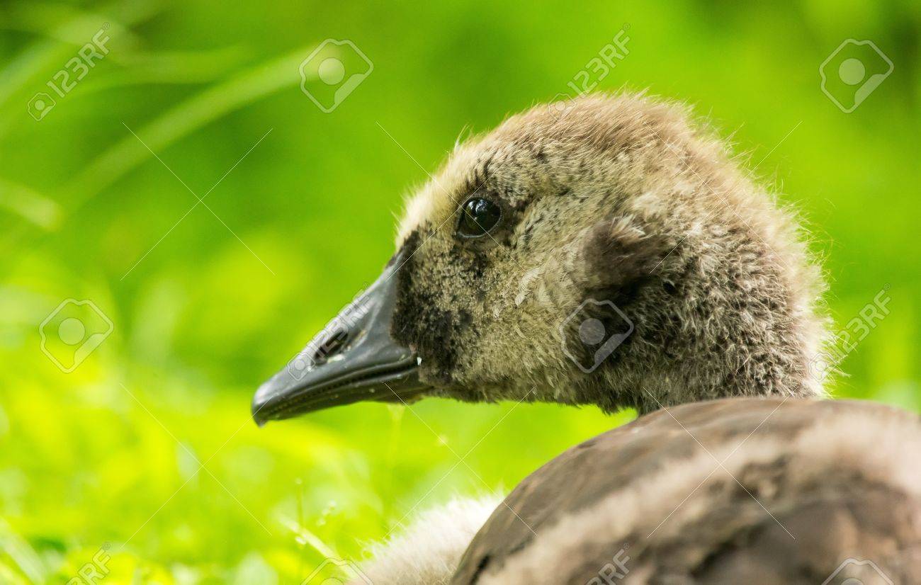 canada goose pour ado canada goose pour ado
