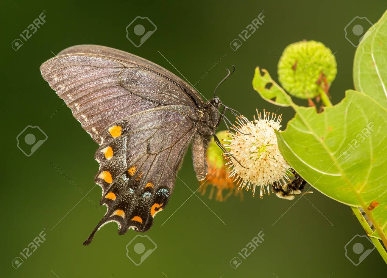 Female Dark Form Eastern Tiger Swallowtail Butterfly Papilio