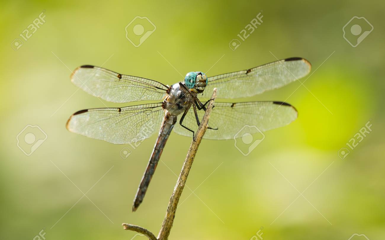 夏の間にメリーランドの小枝に止まった男性の偉大な青いスキマー トンボ Libellula Vibrans の写真素材 画像素材 Image