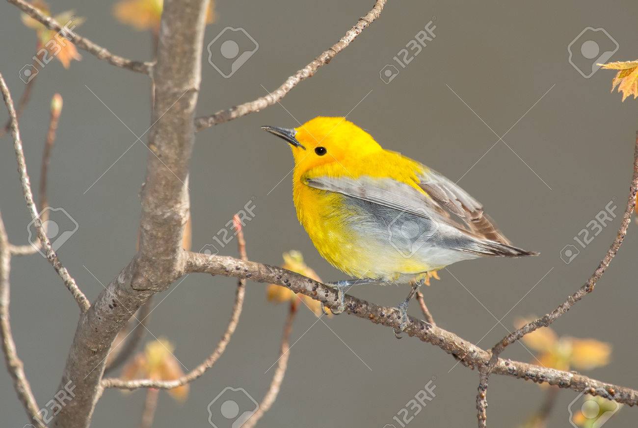 春の間にメリーランドの枝に止まったオウゴンアメリカムシクイ鳥 Protonotaria Citrea の写真素材 画像素材 Image