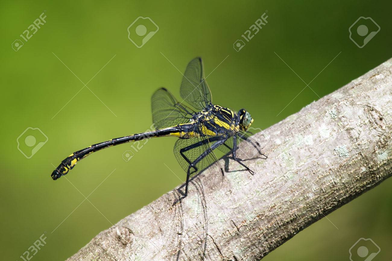 夏の間にメリーランドの枝に止まった Dragonhunter またはブラック 