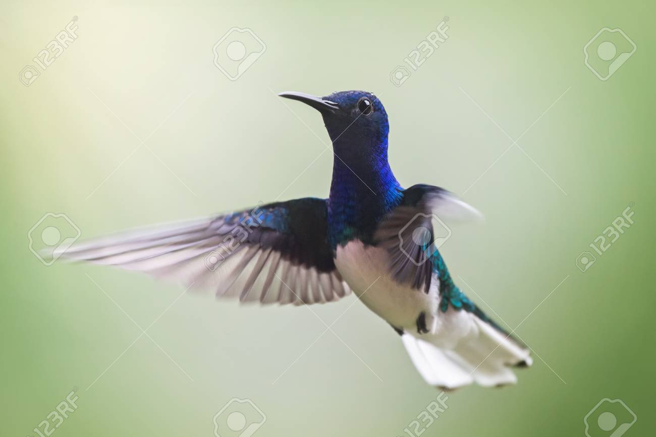 コスタリカの森を飛ぶ白い首のヤコビンハチドリガドリブフロースガメリヴォラ の写真素材 画像素材 Image