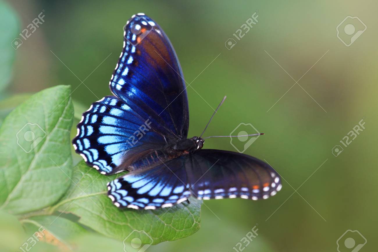 Red Spotted Purple Butterfly Limenitis Arthemis Resting On A