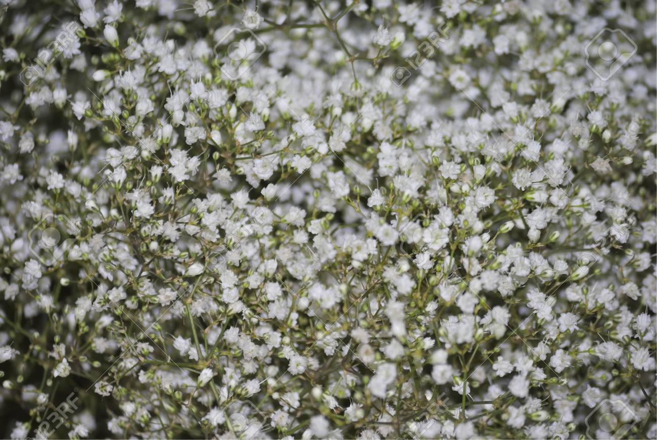 Gros Plan De Fleurs Blanches De L Haleine De Bebe Ou Gypsophile Banque D Images Et Photos Libres De Droits Image Gros Plan De Fleurs Blanches De L Haleine De Bebe Ou Gypsophile Banque D Images Et Photos Libres De Droits Image