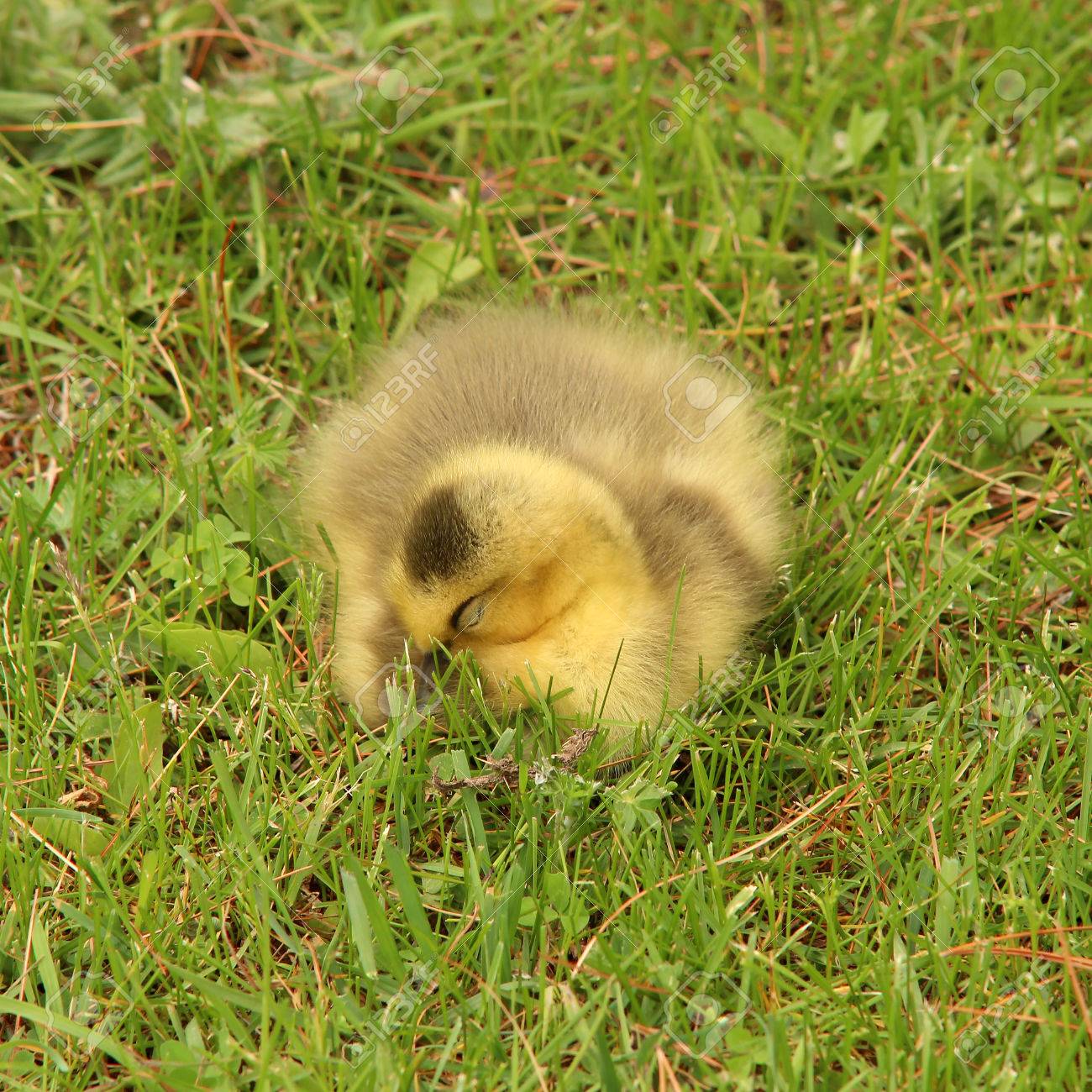 草で眠っている赤ちゃんカナダ グース の写真素材 画像素材 Image 0657