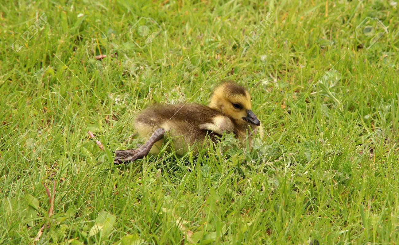 草の中の赤ちゃんカナダ グース の写真素材 画像素材 Image 0659