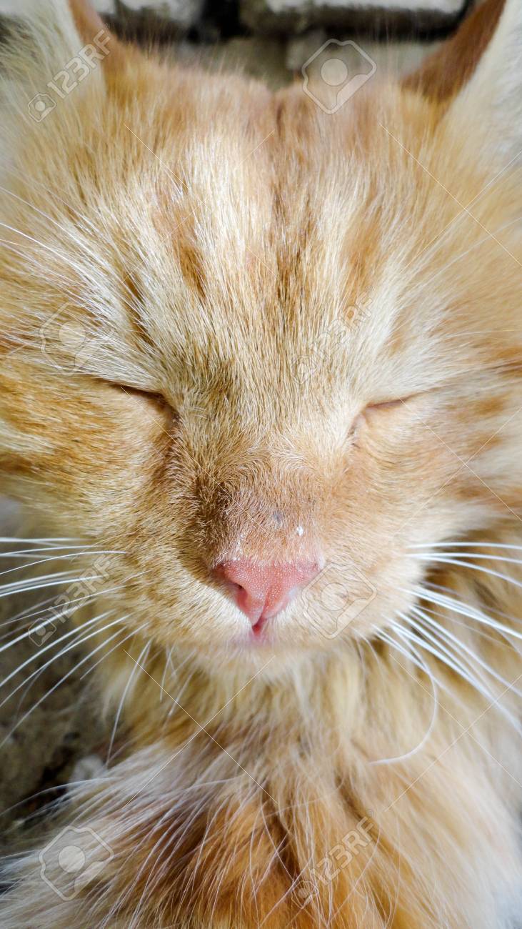 etiam-dictum-ipsum-a-felis