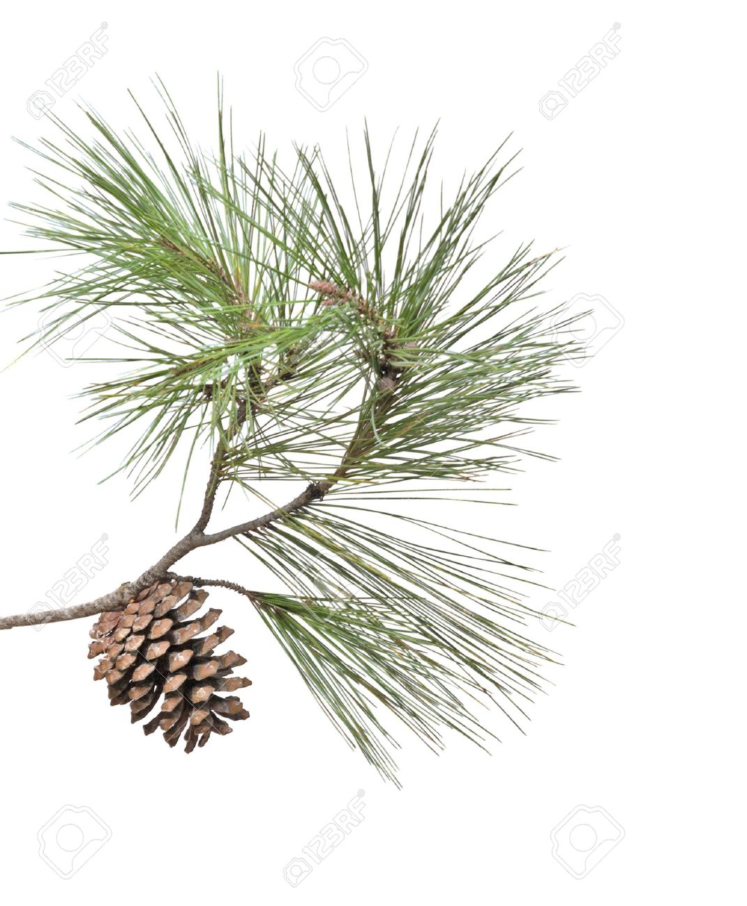Pine Branch With Cone Isolated On White Background Stock Photo Picture And Royalty Free Image Image 5891313