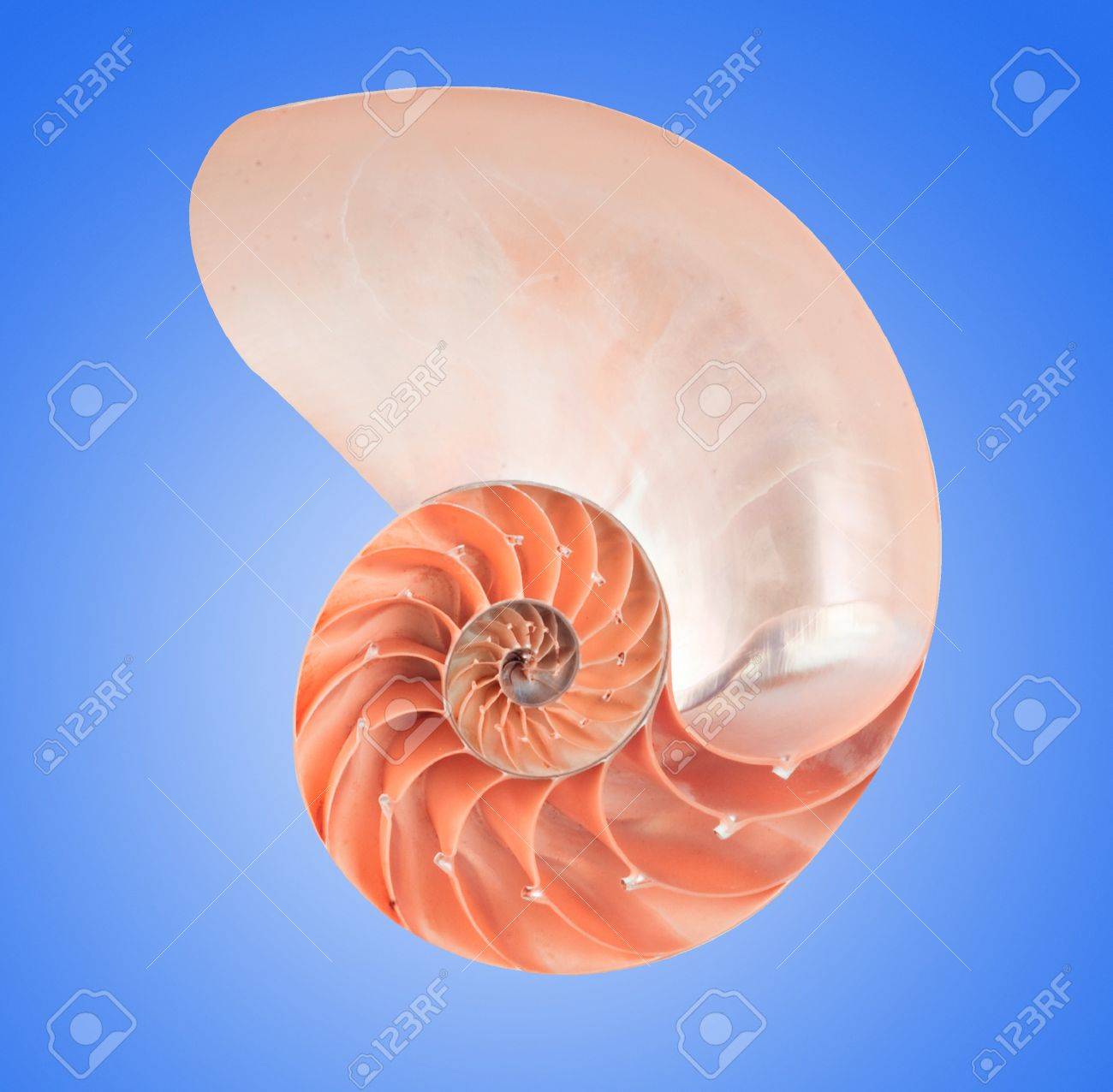 オウムガイの殻の写真素材・画像素材 Image 10877700