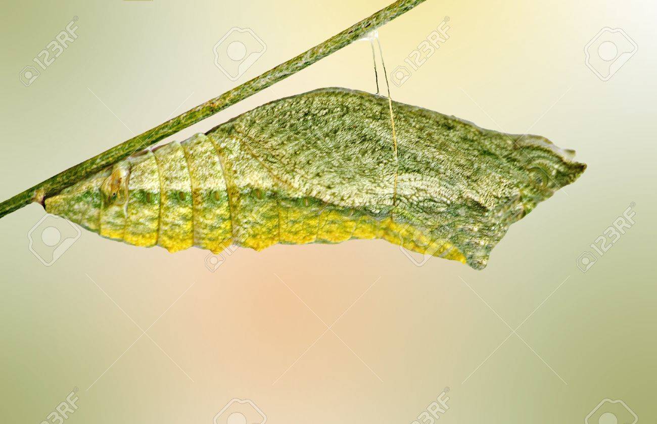 Pupae Of Butterfly Stock Photo, Picture and Royalty Free Image. Image  14625734., image size:1300x839