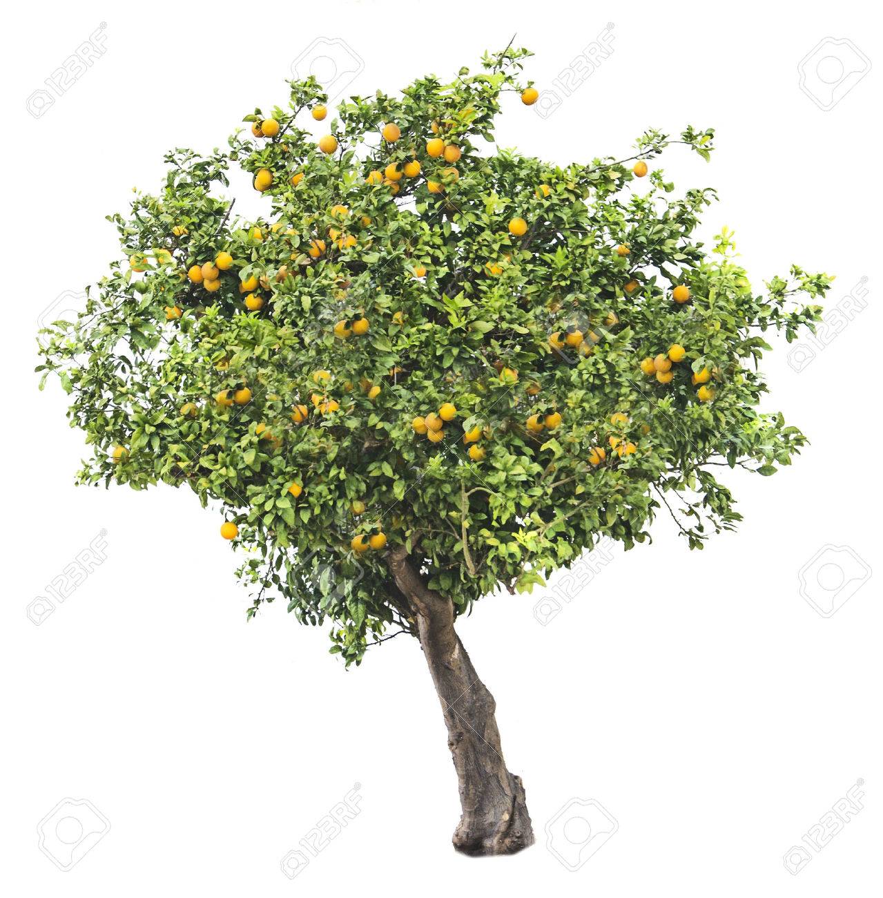 Orange Tree On White Background Stock Photo Picture And Royalty Free Image Image