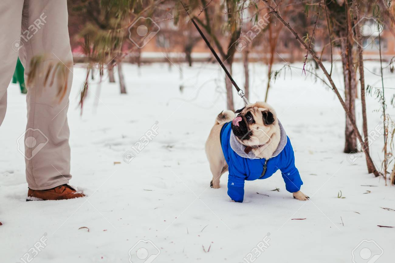 pug dog winter clothes