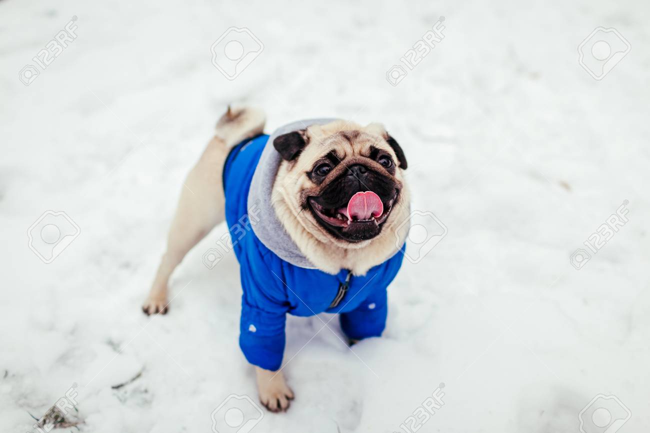 pug dog winter clothes