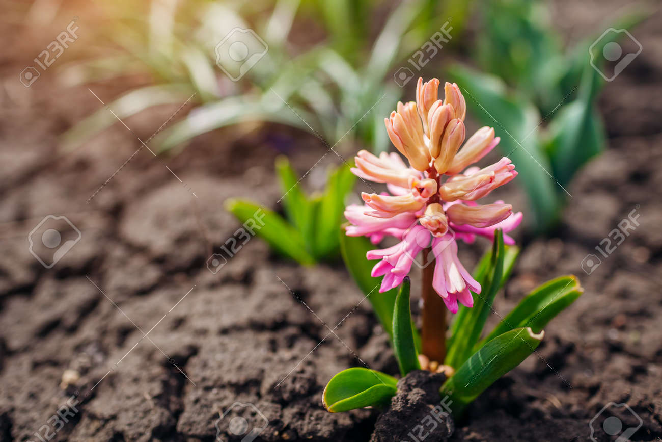 Pink hyacinths blooming in spring garden among tulips. April flowers in blossom. Space - 168610512 Pink hyacinths blooming in spring garden among tulips. April flowers in blossom. Space - 168610512
