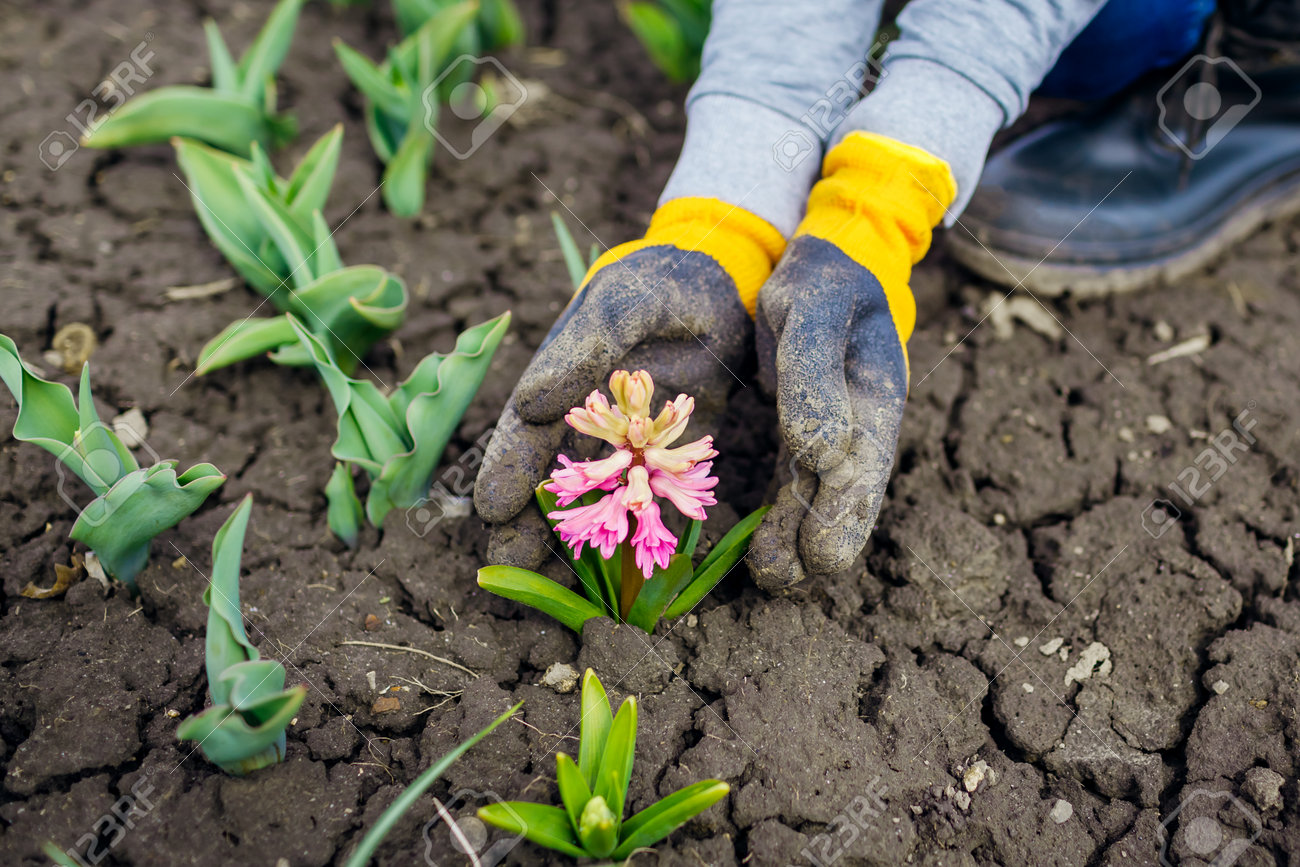Gardener admires blooming pink hyacinth in spring garden. First flowers in blossom. Woman wearing gloves holding plant - 168610523 Gardener admires blooming pink hyacinth in spring garden. First flowers in blossom. Woman wearing gloves holding plant - 168610523