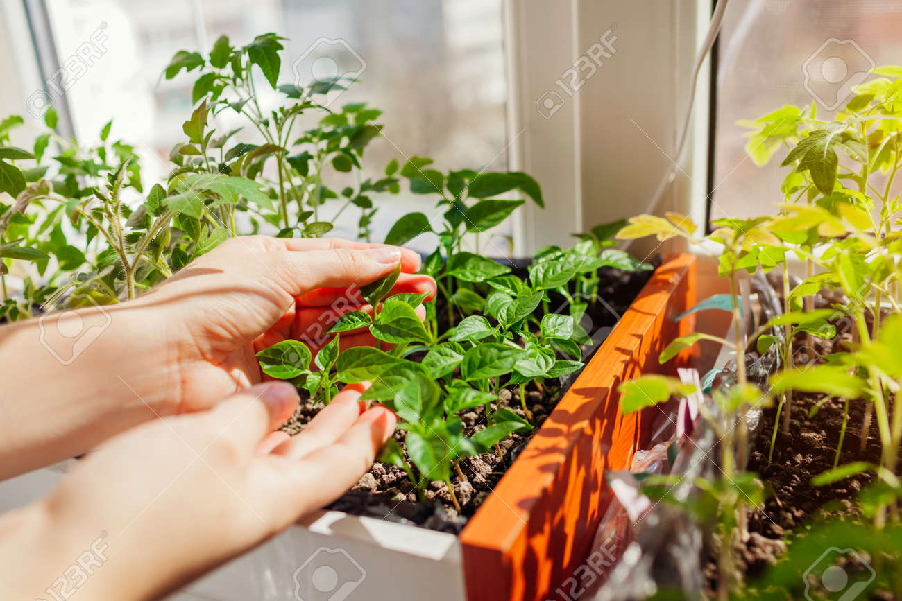 Farmer checking tomato and pepper seedlings in box at home. Spring vegetables growing on window sill. Agriculture and farming. - 168610464 Farmer checking tomato and pepper seedlings in box at home. Spring vegetables growing on window sill. Agriculture and farming. - 168610464