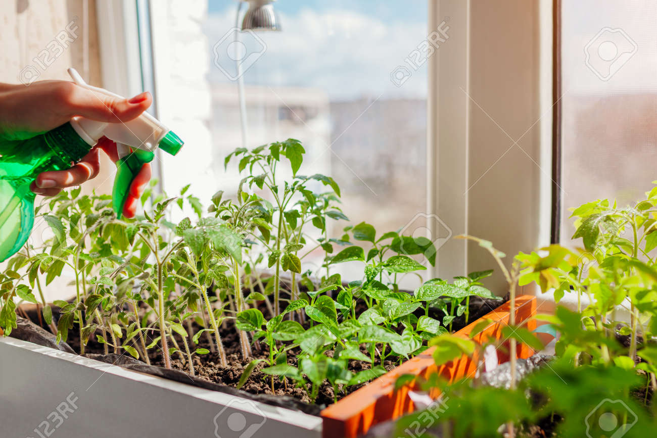 Spraying tomato and pepper seedlings in box with water at home. Spring work. Agriculture and farming. Growing vegetables - 168610465 Spraying tomato and pepper seedlings in box with water at home. Spring work. Agriculture and farming. Growing vegetables - 168610465
