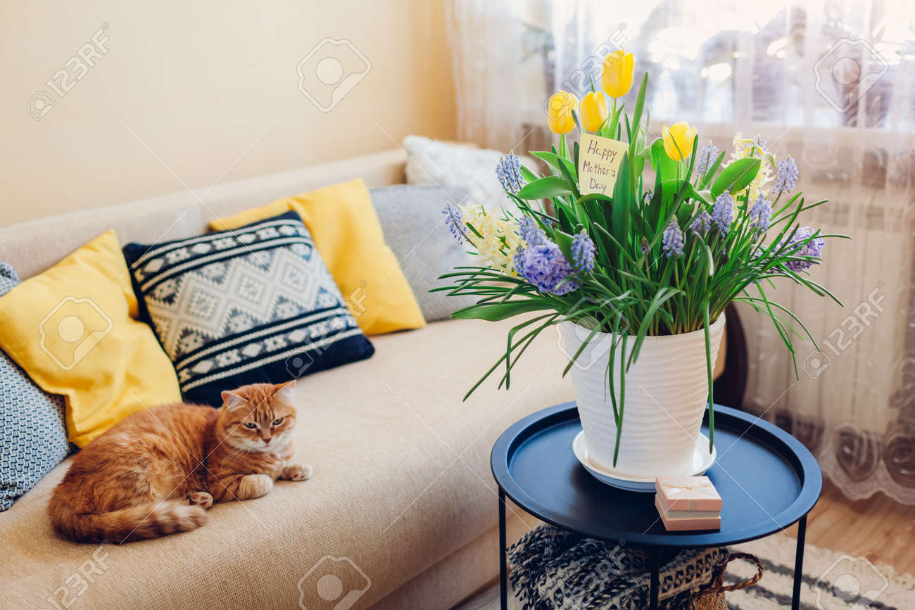 Mother's day present. Pot with blooming spring yellow and blue flowers, gift box and greeting card waits for mom with cat at home. Surprise for holiday with 2021 colors - 168610419 Mother's day present. Pot with blooming spring yellow and blue flowers, gift box and greeting card waits for mom with cat at home. Surprise for holiday with 2021 colors - 168610419