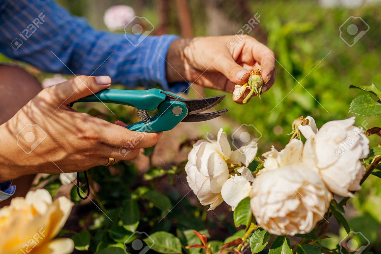 Woman deadheading dry wilted roses in summer garden. Gardener cutting dry flowers off with pruner. Close up of rose hip - 171061738 Woman deadheading dry wilted roses in summer garden. Gardener cutting dry flowers off with pruner. Close up of rose hip - 171061738