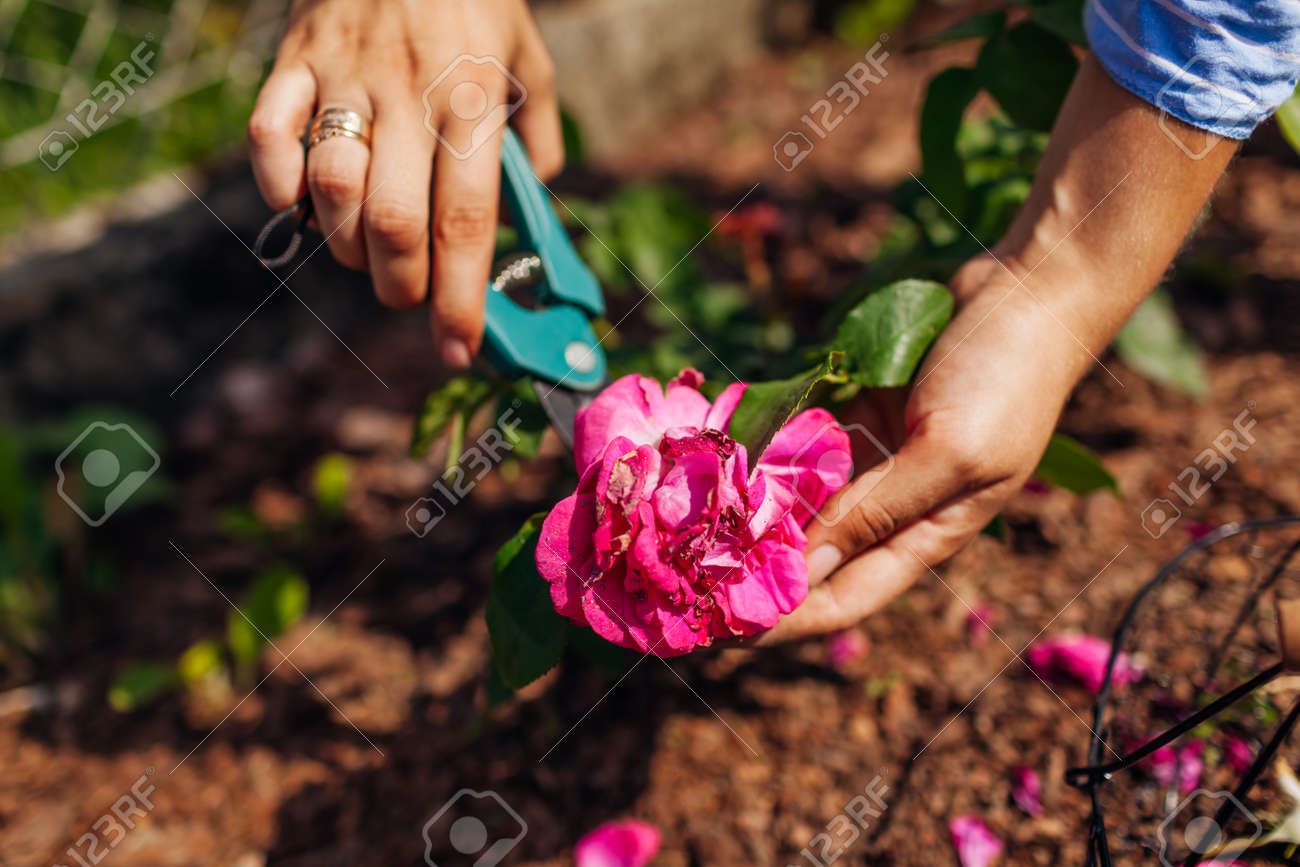 Woman deadheading William Shakespeare wilted roses in summer garden. Gardener cutting dry flowers off with pruner. - 171061724 Woman deadheading William Shakespeare wilted roses in summer garden. Gardener cutting dry flowers off with pruner. - 171061724