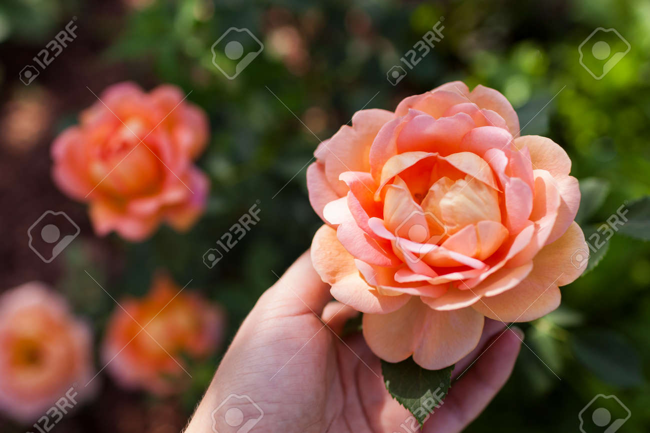 Orange salmon rose Lady of Shalott blooming in summer garden. English David Austin selection roses flowers - 171110407 Orange salmon rose Lady of Shalott blooming in summer garden. English David Austin selection roses flowers - 171110407