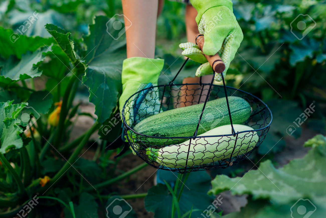 Gardener harvesting zucchini in summer garden, holding them in metal basket. Close up of green and white vegetables. Organic homegrown food - 171707486 Gardener harvesting zucchini in summer garden, holding them in metal basket. Close up of green and white vegetables. Organic homegrown food - 171707486
