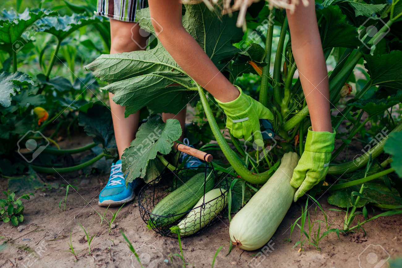 Young woman gardener harvesting zucchini in summer garden, cutting them with pruner and putting fruit in basket. Organic vegetables crop. Healthy food - 171707487 Young woman gardener harvesting zucchini in summer garden, cutting them with pruner and putting fruit in basket. Organic vegetables crop. Healthy food - 171707487