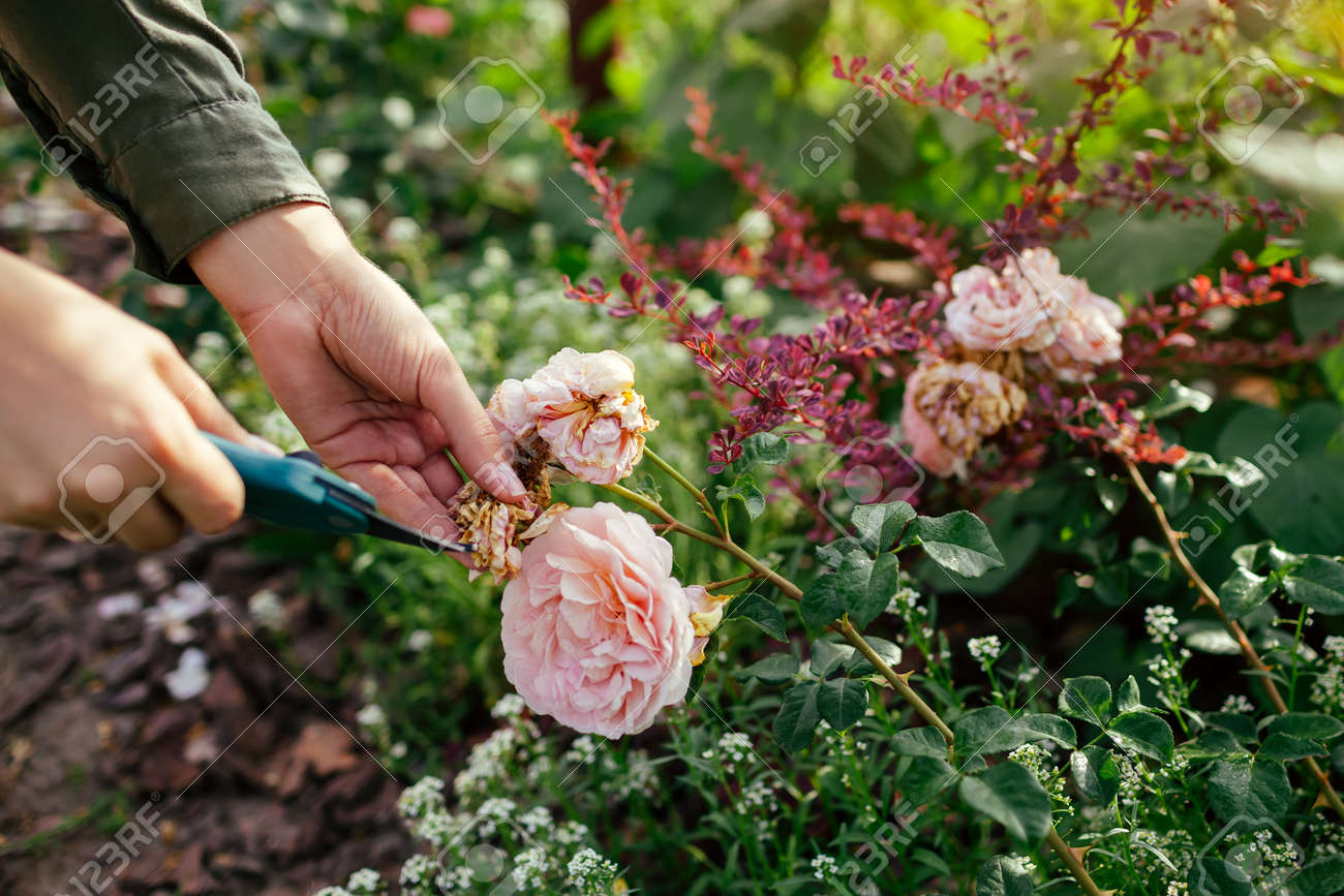 Woman deadheading spent english rose hips in summer garden. Gardener cutting wilted flowers off with pruner. Abraham Darby rose by David Austin - 171891461 Woman deadheading spent english rose hips in summer garden. Gardener cutting wilted flowers off with pruner. Abraham Darby rose by David Austin - 171891461