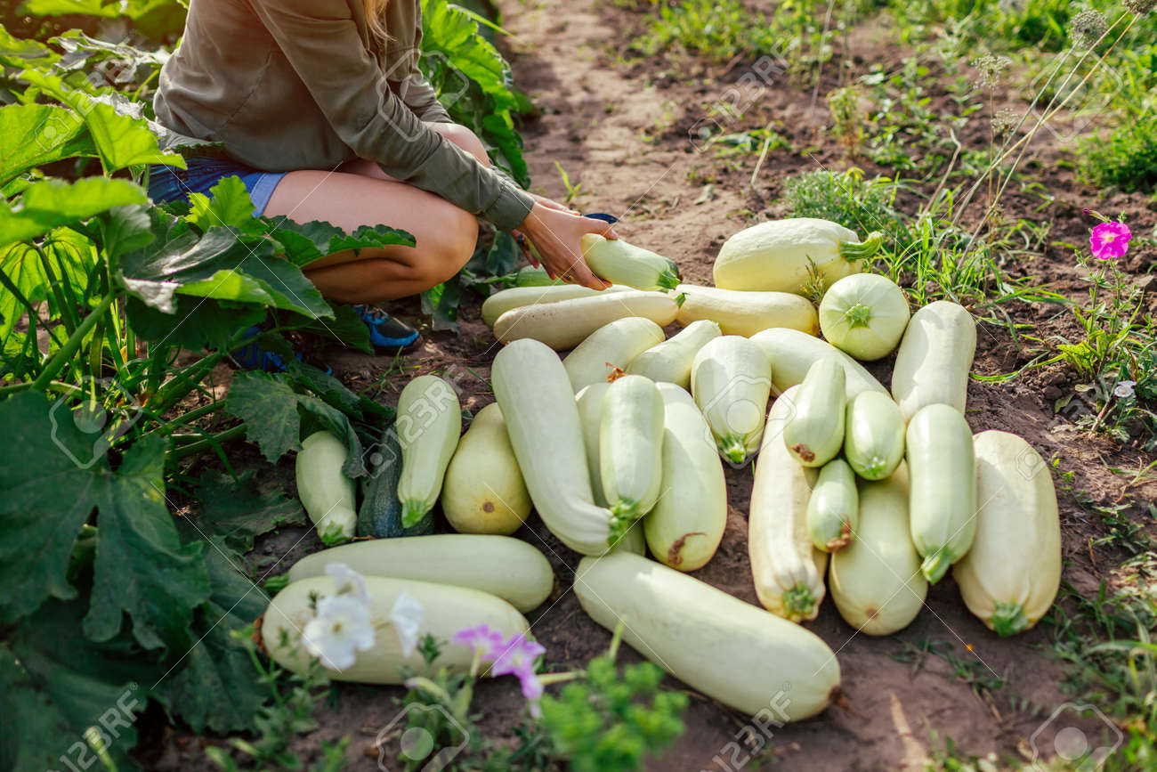 Woman gardener harvesting zucchini in summer garden, picking and putting overripe vegetables in heap. Organic crop. Healthy food - 171891463 Woman gardener harvesting zucchini in summer garden, picking and putting overripe vegetables in heap. Organic crop. Healthy food - 171891463