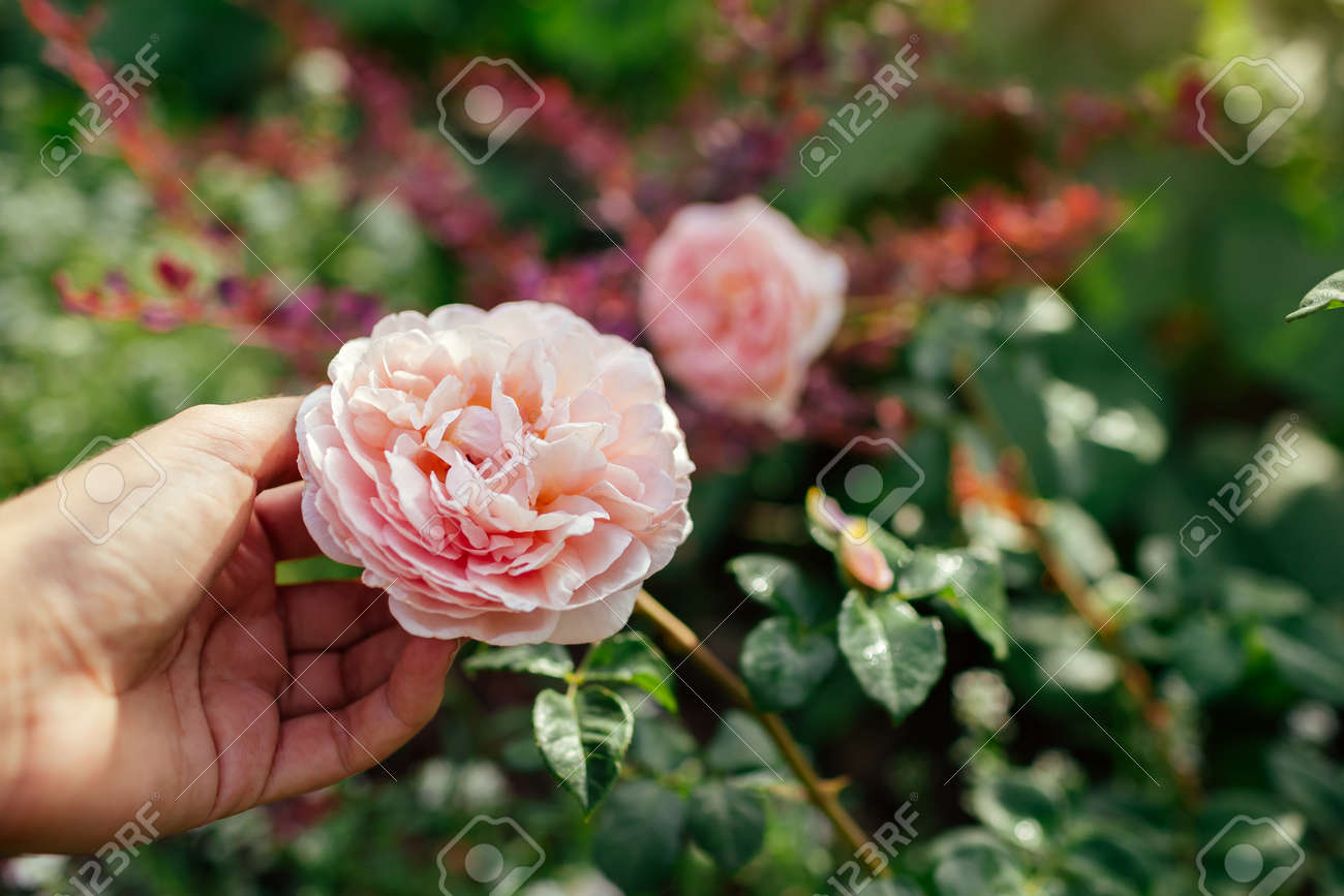 Gardener holds pink rose Abraham Darby blooming in summer garden. English David Austin selection roses flowers. Nostalgic shape - 171871849 Gardener holds pink rose Abraham Darby blooming in summer garden. English David Austin selection roses flowers. Nostalgic shape - 171871849