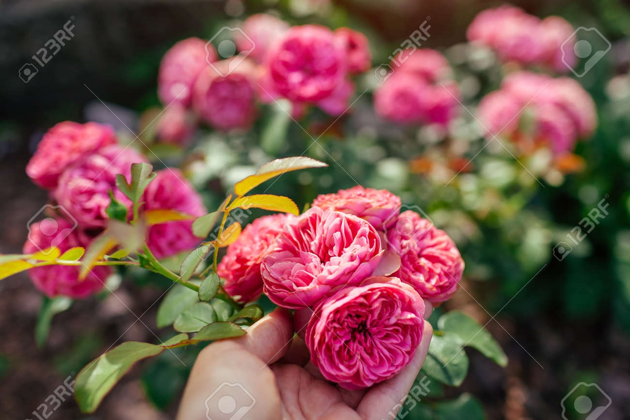 Leonardo da Vinci hot pink rose blooming in summer garden. Gardener enjoys blossom. Meilland selection roses flowers - 171871877 Leonardo da Vinci hot pink rose blooming in summer garden. Gardener enjoys blossom. Meilland selection roses flowers - 171871877