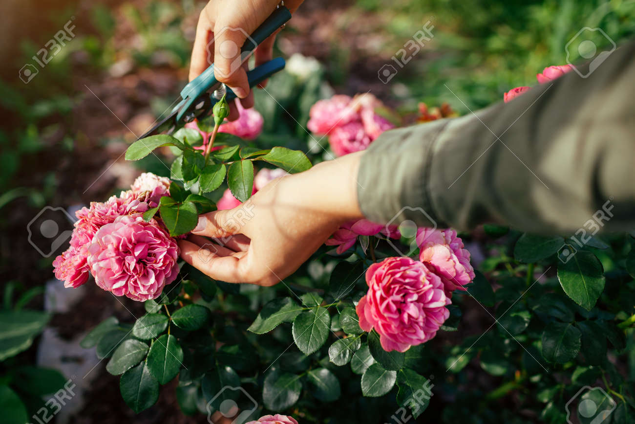 Woman deadheading dry leonardo da vinci rose in summer garden. Gardener cutting wilted spent flowers off with pruner. - 172013709 Woman deadheading dry leonardo da vinci rose in summer garden. Gardener cutting wilted spent flowers off with pruner. - 172013709