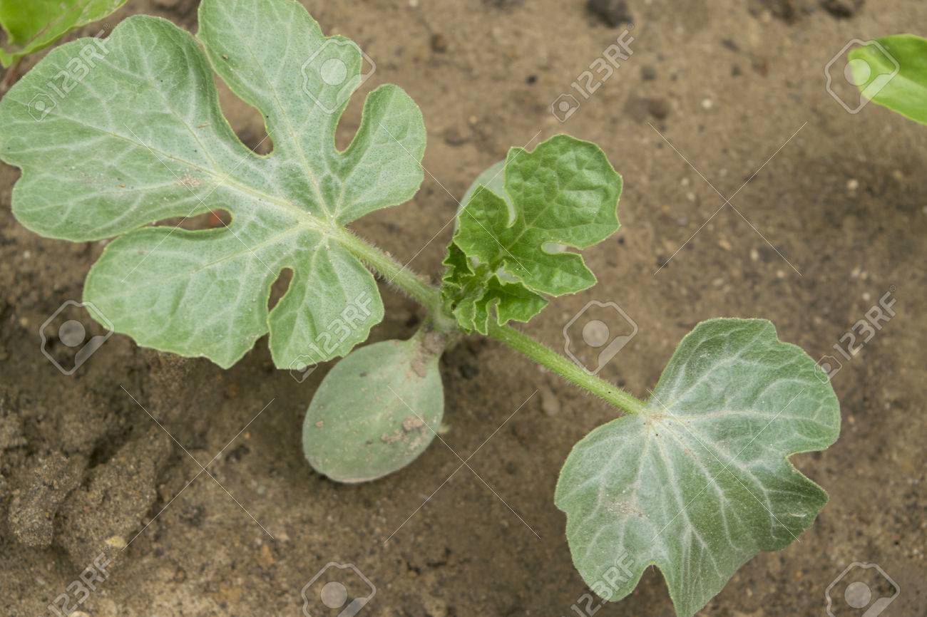 Sprout Watermelon Stock Photo Picture And Royalty Free Image Image 40627750