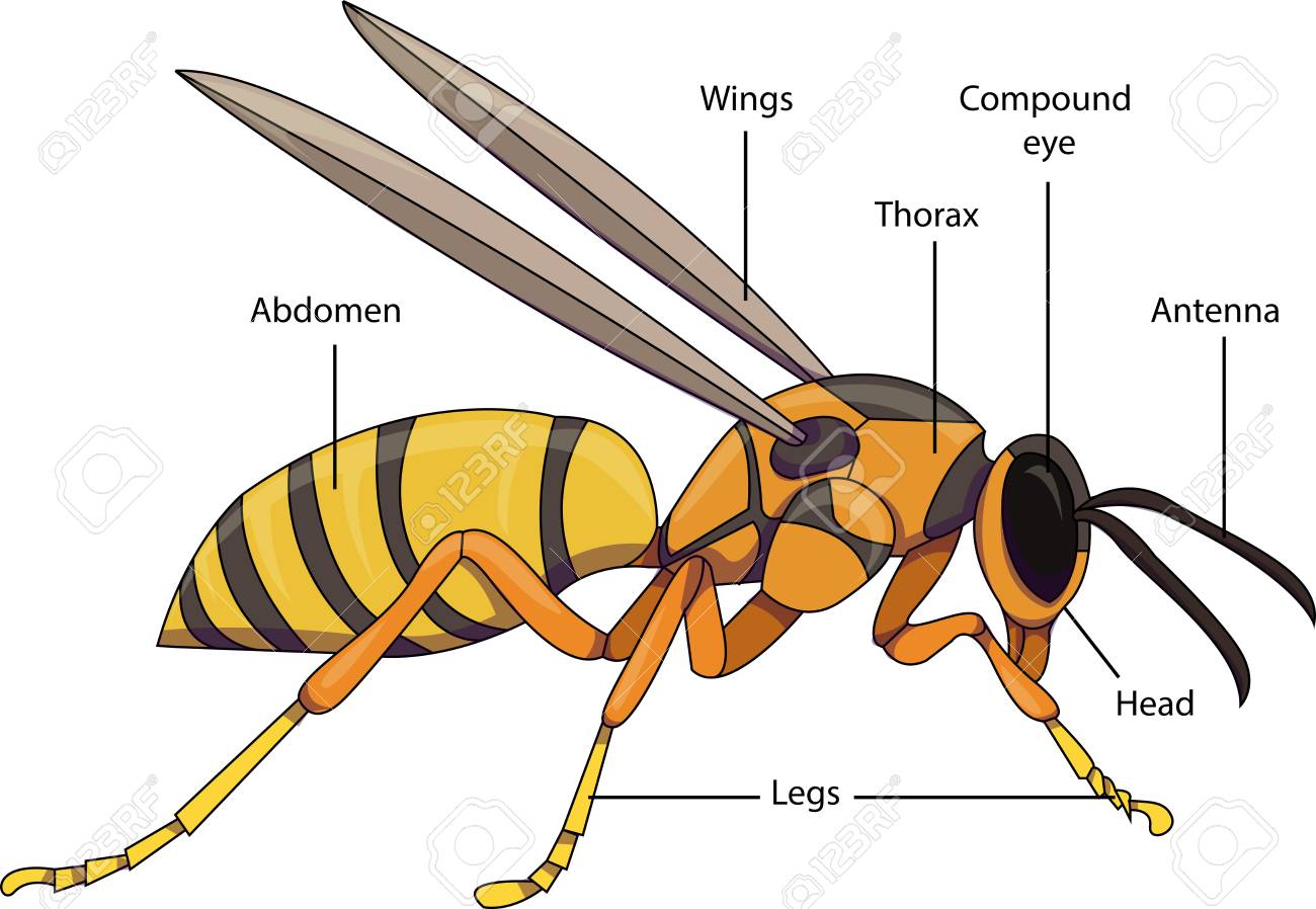 Wasp Chart