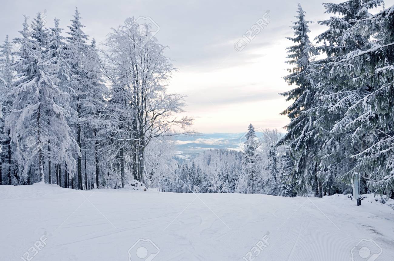 Paysage D Hiver Foret D Hiver Avec Les Arbres Couverts De Neige Banque D Images Et Photos Libres De Droits Image
