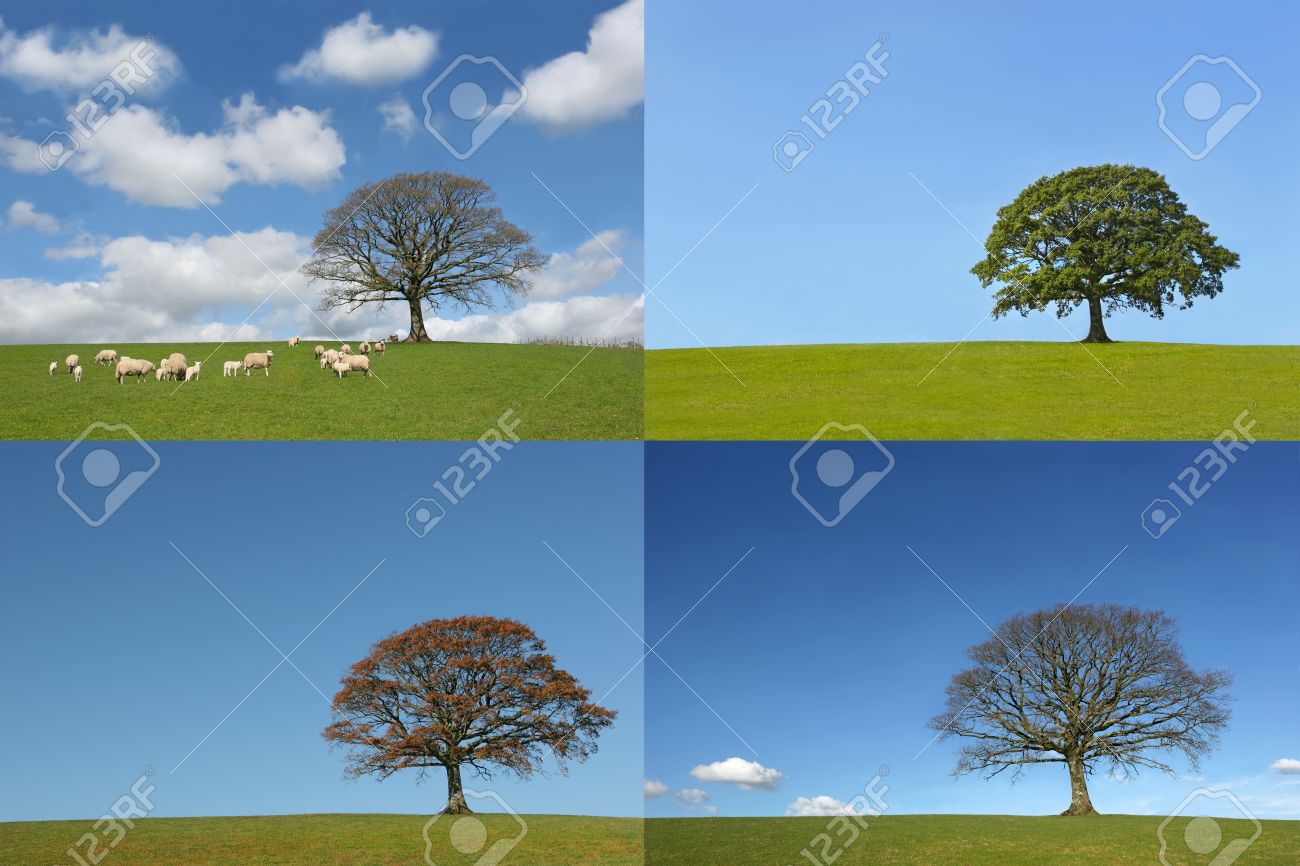 魅了 残りわずか Moda ウィリアム モリス 陽光に包まれた木々の緑 樫の木 オーク の葉っぱ グリーンの濃淡 １１０ｃｍｘ４５ｃｍ Admin Highcourt Gov Mv