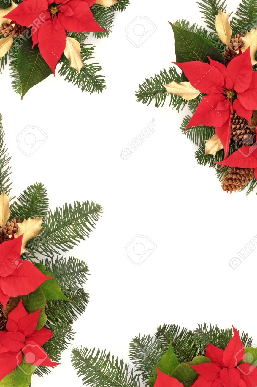 christmas border of poinsettchristmas border of poinsettia flower heads golden holly pine cones and