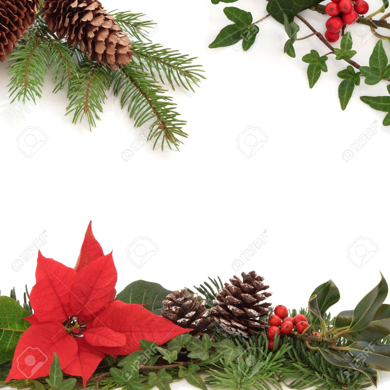 christmas poinsettias border