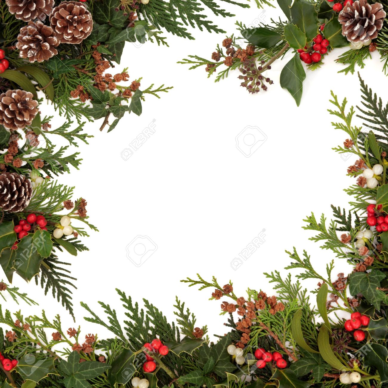 mistletoe border