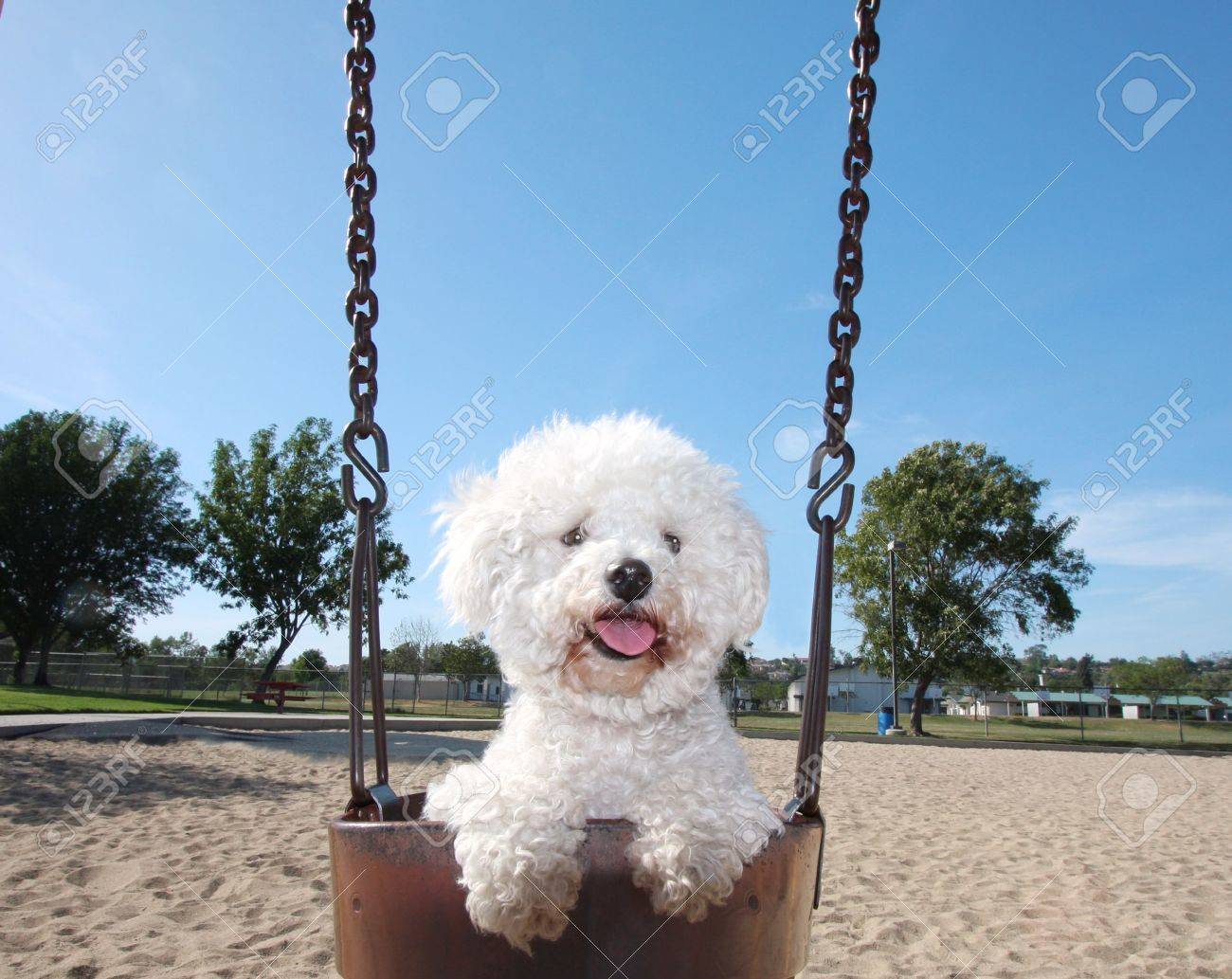 公園のブランコに乗って幸せな犬 の写真素材 画像素材 Image