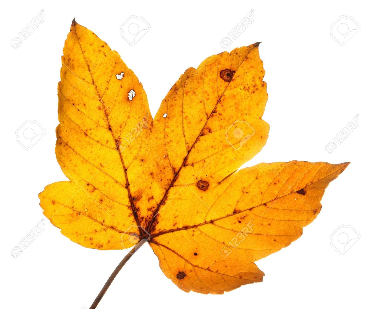 Feuilles D Automne Isole D Un Arbre D Erable Banque D Images Et Photos Libres De Droits Image Feuilles D Automne Isole D Un Arbre D Erable Banque D Images Et Photos Libres De Droits Image