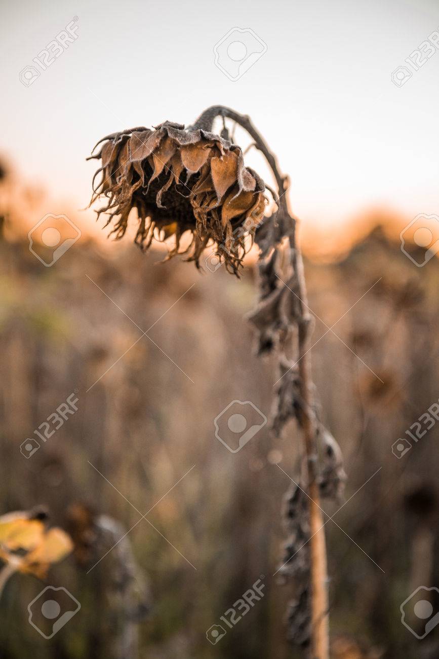 Withered Sunflower In The Autumn Evening Sun Stock Photo Picture And Royalty Free Image Image