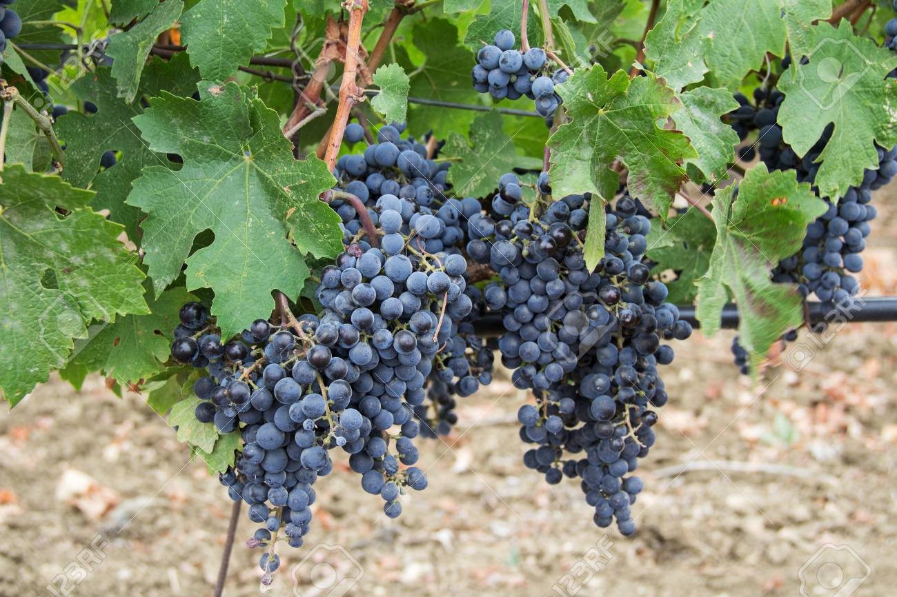 Grape Vines With Black Grapes. Vineyard. Crimea, Russia. Stock Photo,  Picture and Royalty Free Image. Image 67578462.